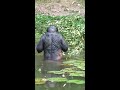 Bonobo Using a Tool to Check Water Depth