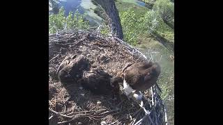 07:05 AM Crystal Clear Top View! Bald Eagle Rabbit Delivery 🦅🐰
