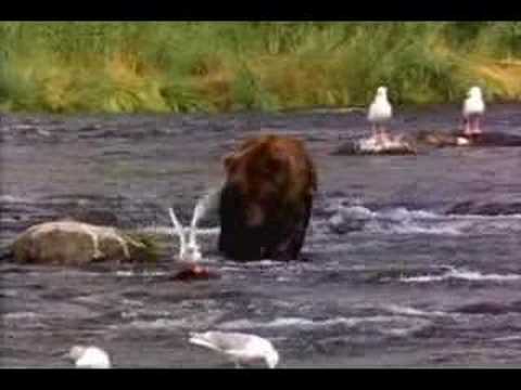 American Bear eating People CAUGHT ON TAPE!!