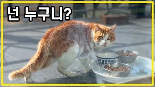 Another new cat? A pretty cheese cat came to the Korean countryside. by 배은망덕고양이들 81,153 views 1 month ago 23 minutes