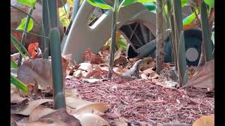 Curly-Tailed Lizard Documentary