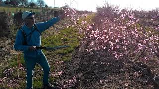 peach pruning video