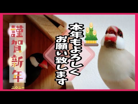 あけましておめでとうございます～文鳥の初詣。文鳥女子が獅子に頭を噛まれる！？