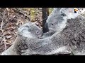 Koala Mom Rescues Baby From Barbed Wire | The Dodo