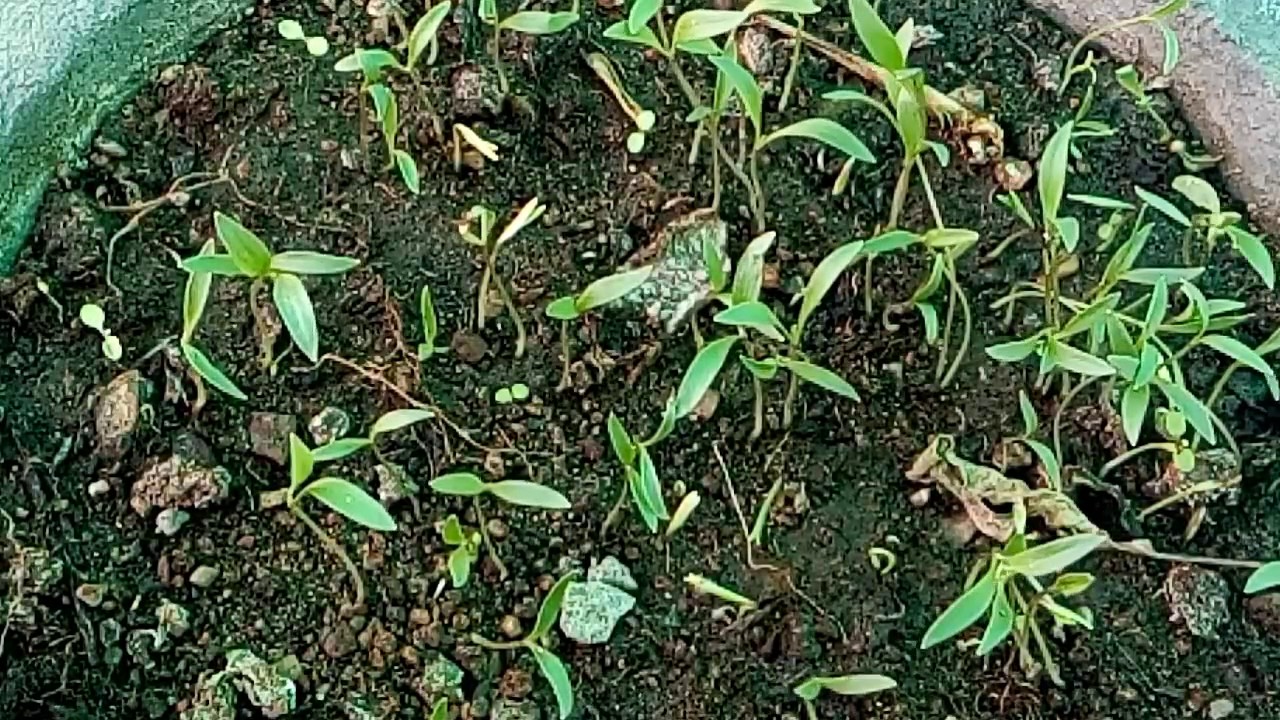 398 Update Video No.382Unique Potting Mixture for growing Coriander