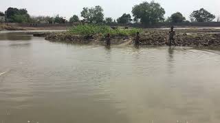 Most Popular Cast Net Fishing In Village Pond - Net Fishing With Beautiful Natural Part-11