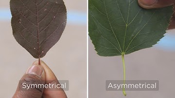 Tree Species ID Using Basic Leaf Characteristics: Citytrees Shows You How