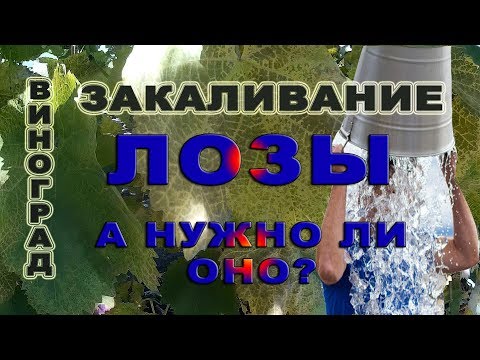 Зачем ЗАКАЛИВАНИЕ виноградной лозы осенью?