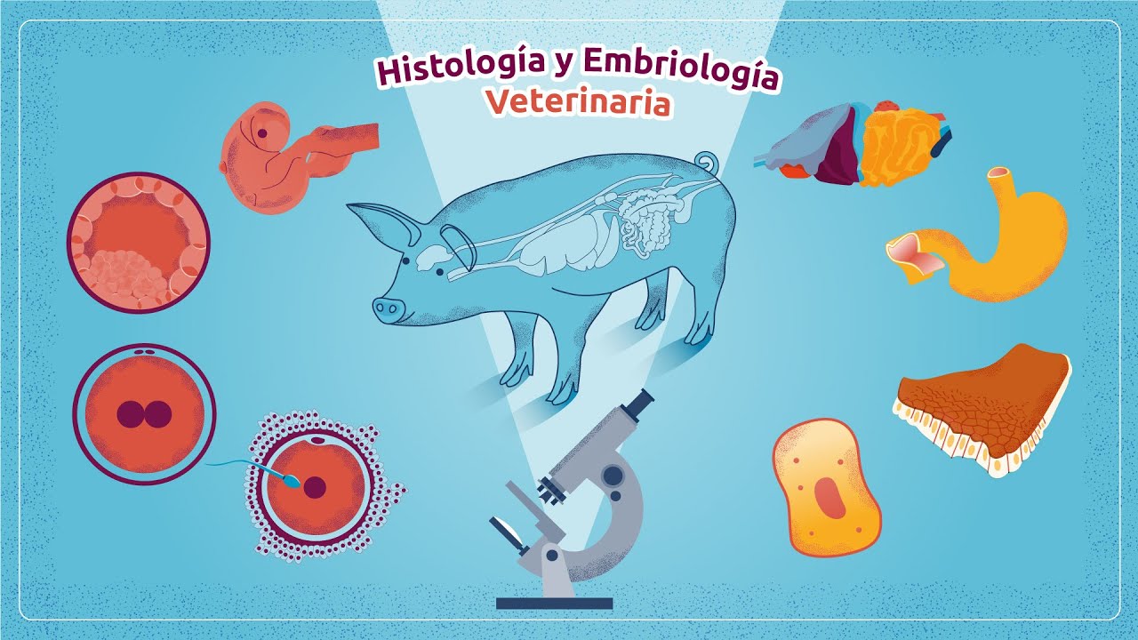 Histología y Embriología Veterinaria - YouTube