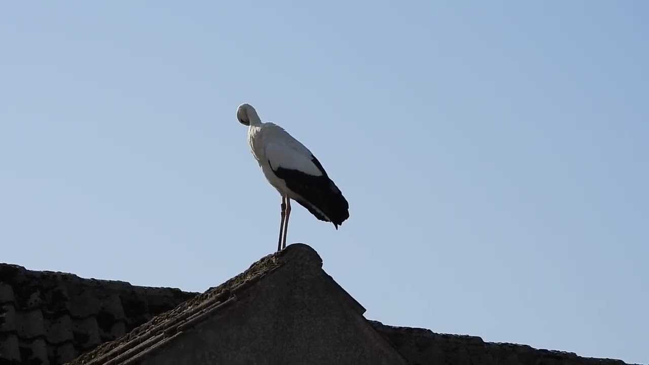 White storks in Denmark Jejsing 6. marts 2026
