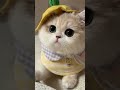 terpesona dengan kucing ( jangan lupa subscriber )