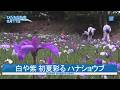 白や紫 初夏彩る ハナショウブ　ひたちなか
