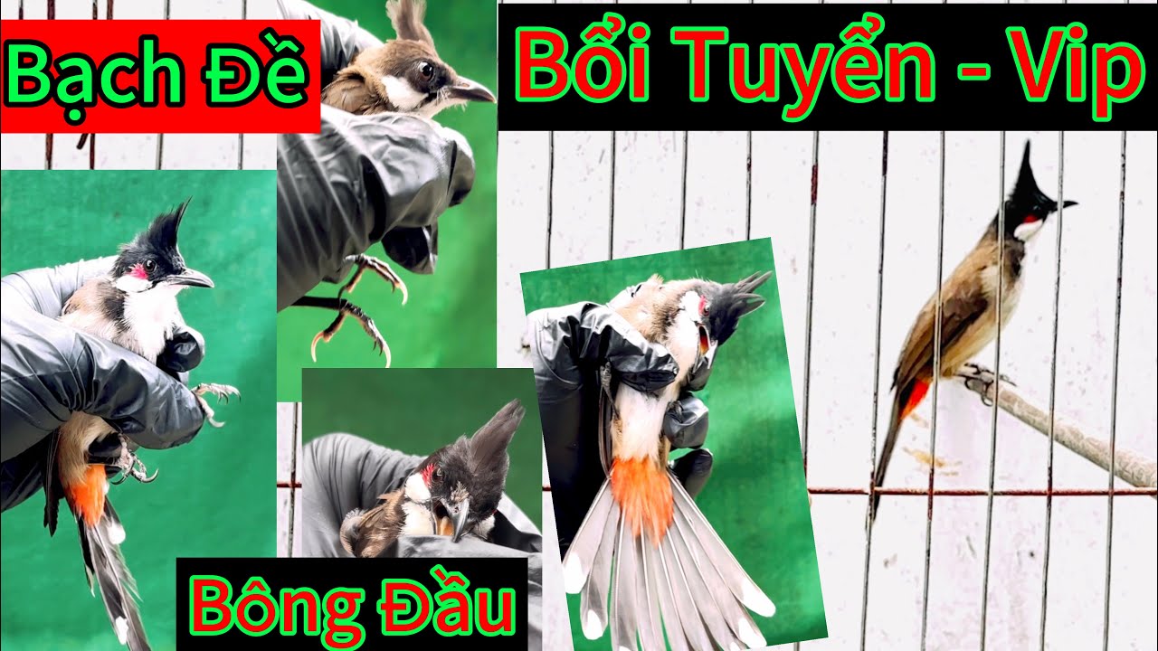 Mào Bông , Móng Trắng , mào Tuyển Bộ Đẹp . Tố chất . 13 mã chim ae nhanh tay quẹo lựa nha✅❤️❤️