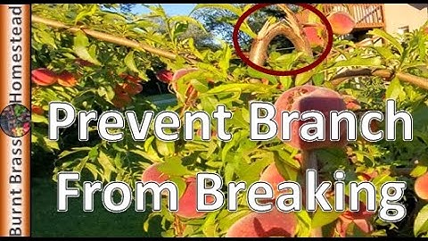 How To Support Fruit Tree limbs ...Fruit Too Heavy For Branches