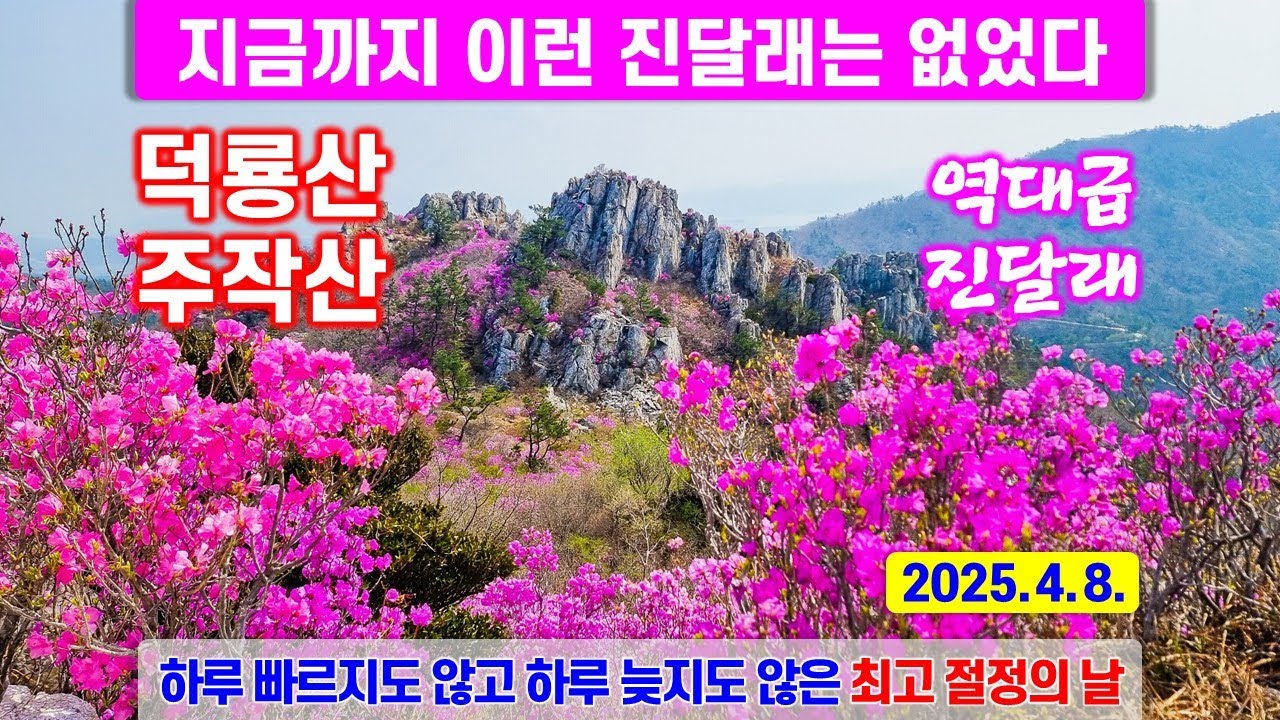 덕룡산 주작산 - 최고 절정의 역대급 진달래 - 해산강트래블(海山江 travel)