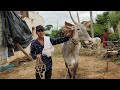 Shivu with his hallikar cow for crossing from basthi hori