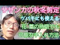 【サザンカ(ツバキ)の剪定2】花(蕾)がある時期でも姿を整えることが可能な手入れ方法🌺🌳