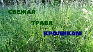 Когда можно и когда нельзя кормить кроликов свежескошенной травой Когда можно и когда нельзя кормить кроликов свежескошенной травой