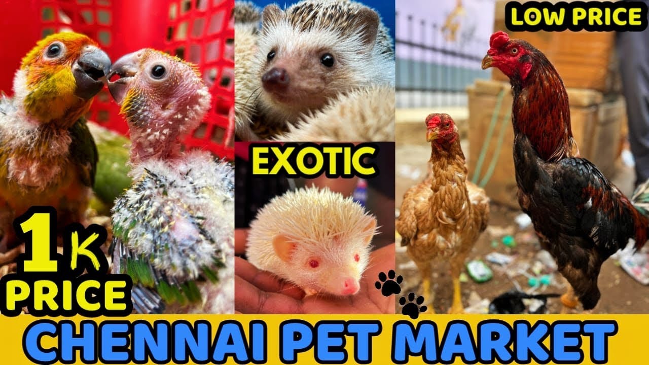Chennai Broadway Pet Market 2024 | Buy & Sell any Pets Here | Mannady Kozhi Market | 