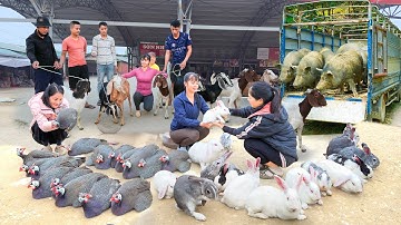 REWIND TIMELAPSE --720 Days Harvest Many Goats, Chicken, Pigs,...Go To Sell /Phương