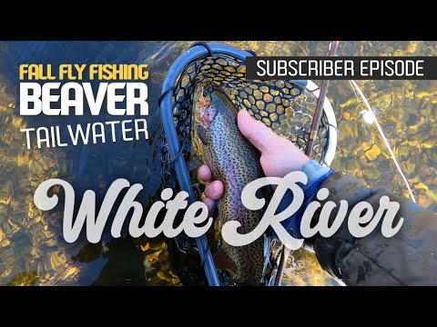 Fall Fly Fishing the White River Beaver Tailwater with Special Guest # whiteriver #fallfishing 