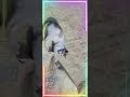 CAT || আল্লাহর রাসুল (সা.)-এর প্রিয় সাহাবি আব্দুর রহমান (রা.) বিড়াল পালন পছন্দ করতেন।