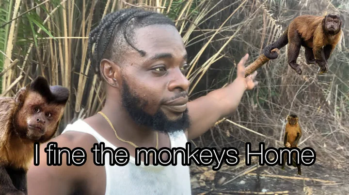 I Fine The Monkeys Home Bad Monkeys Beze Hunting 