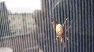 Weird Insect 1