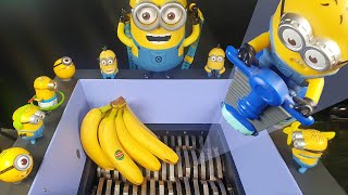 Shredding Banana in front of Minions!