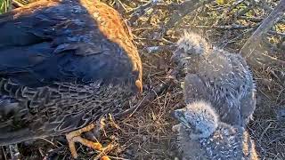 #baldeagle SE4#101 Review birds life in their nest #birdsnest #birdsounds #birdslovers