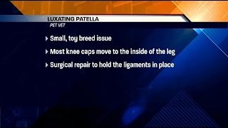 Pet Vet: Luxating patella