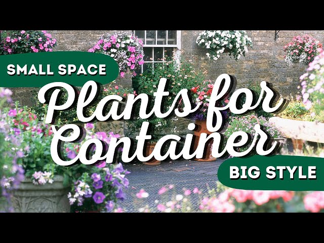 Small Space, Big Style: The 7 Best Container Garden Flowers 🌸🌼✨ class=