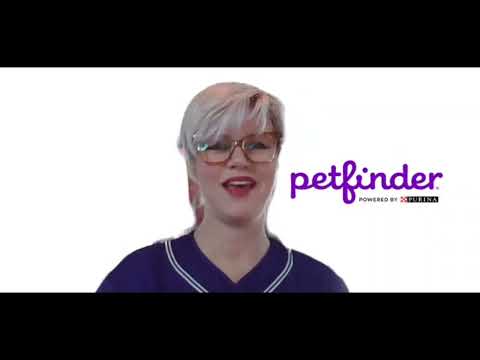 Improve Live Outcomes with Petfinders New Supply & Demand Feature