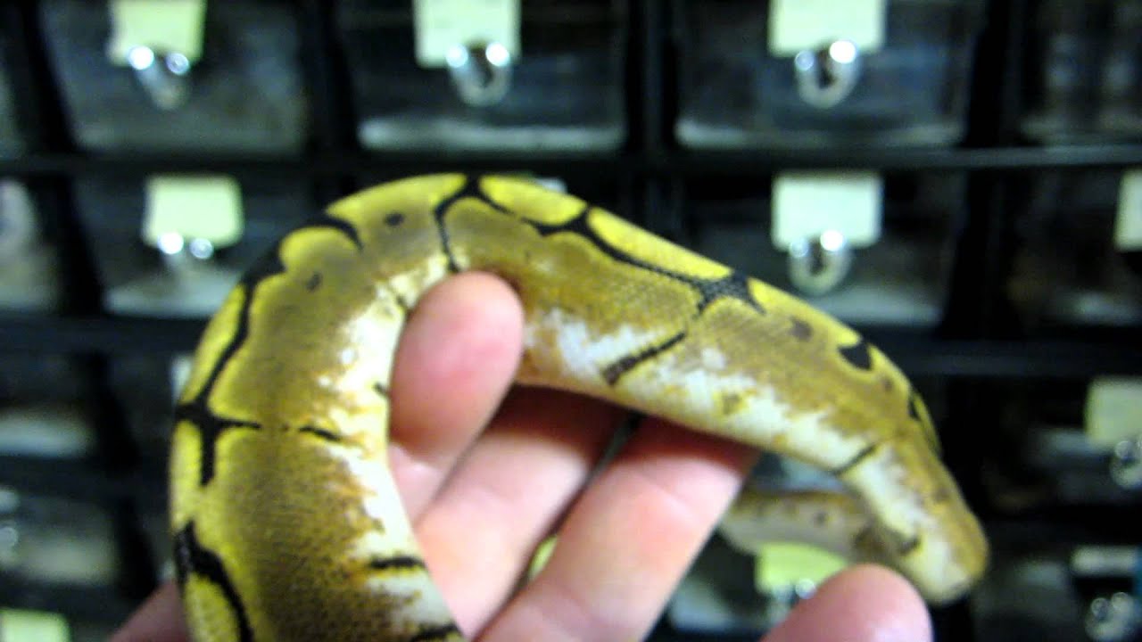 snakes eating dogs Brian Gundy Shares Female Spider From Jewel Clutch