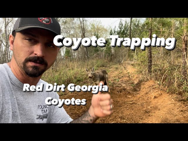 Coyote Trapping in Georgia 