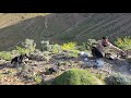Traditional Nomad Life in the Mountains | Shepherds Living Beside Their Sheep