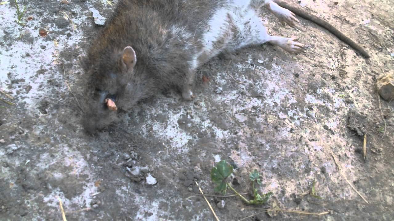 Wielki Szczur Big Rat Youtube