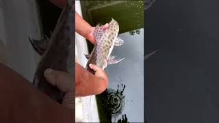 Pintado No Sistema Super Intensivo