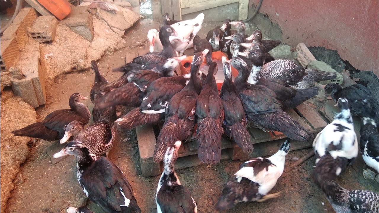 تربية البط المسكوفي 