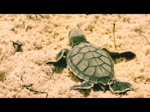 Experiencias Xcaret: Rescatando a las tortugas marinas de Quintana Roo