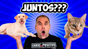 ¿Cómo hacer para que un gato se adapte a un perro?