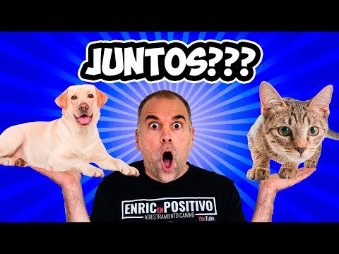 Video: Cómo ayudar a tu perro o gato a la edad con gracia