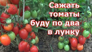 По два томаты в одну лунку. Минусы и плюсы посадки помидоров по два корня в лунку. Результаты сезона