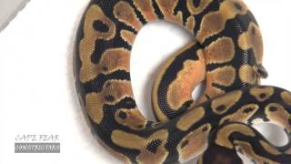 Cutting Ball Python Eggs - Orange Dream x Piebald
