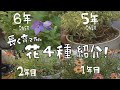 長く育てたいお花4種を紹介！観葉植物だけでなく花も！#花