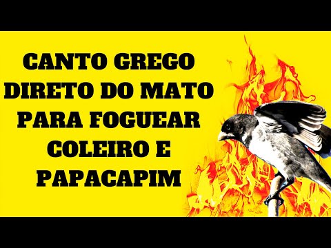 Canto De Coleiro Tui Tui Grego Coleiro Grego Cantando Direto Do Mato Para Foguear Coleiro E Papacapim Youtube