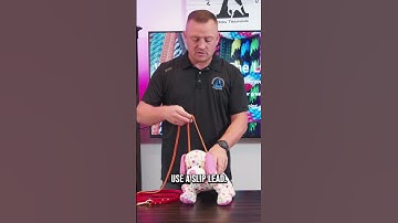 Teaching Leash Pressure with a Yorkie