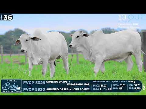 LOTE 36    FVCP 5329 e 5330