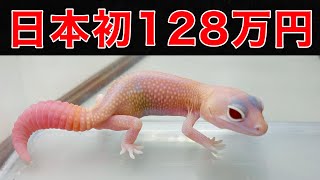 超レア　SCS限定　スワロフスキー　ゲッコー　ヤモリ　美品　箱有 Here are some super expensive geckos that cost 1.28 million yen