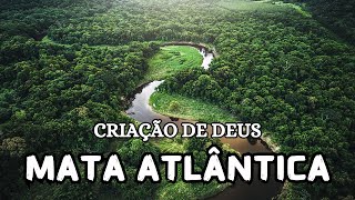 Mata Atlântica Uma Criação Incrível De Deus - Doentário